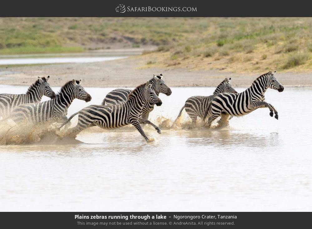 Plains zebras running through a lake in Ngorongoro Crater, Tanzania