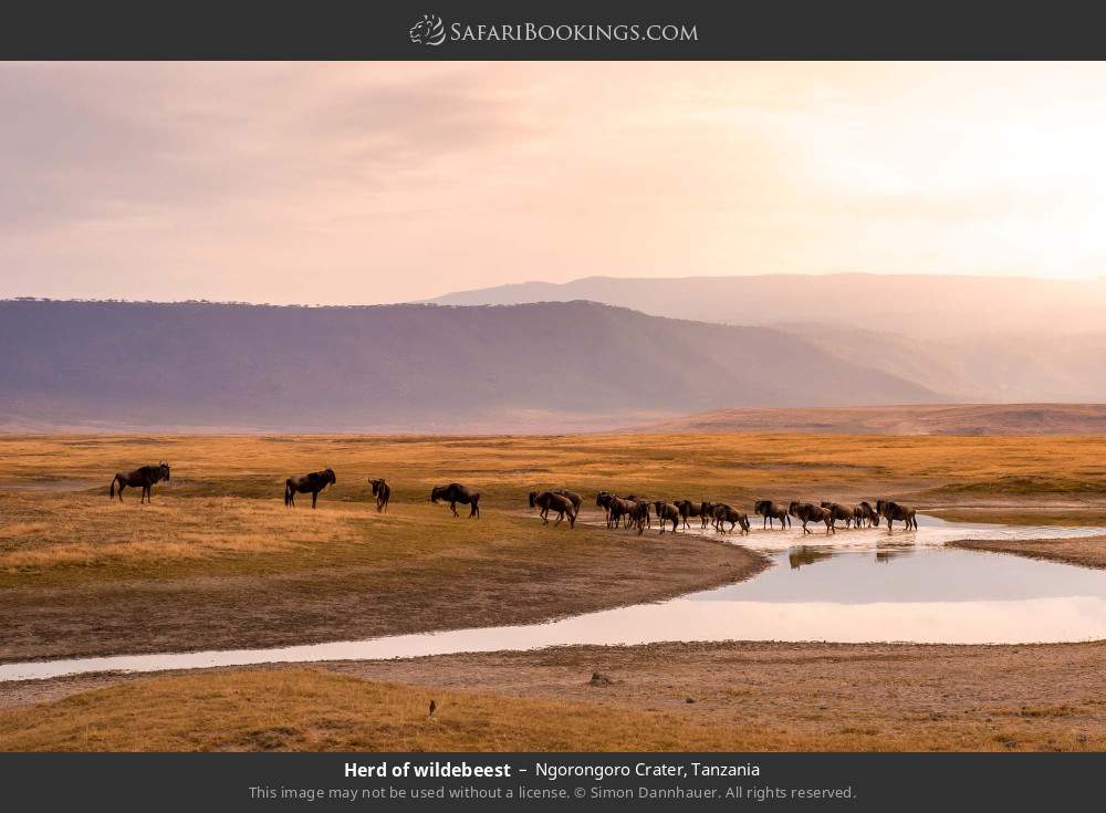 Herd of wildebeest in Ngorongoro Crater, Tanzania