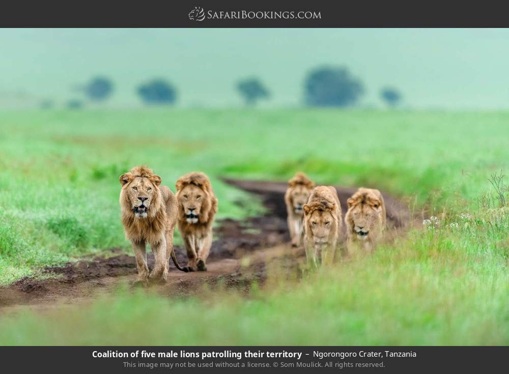 Coalition of five male lions patrolling their territory in Ngorongoro Crater, Tanzania