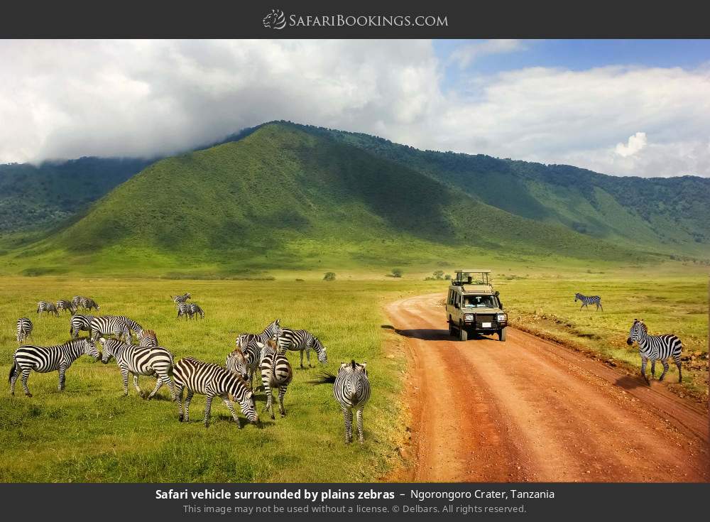 Safari vehicle surrounded by plains zebras in Ngorongoro Crater, Tanzania