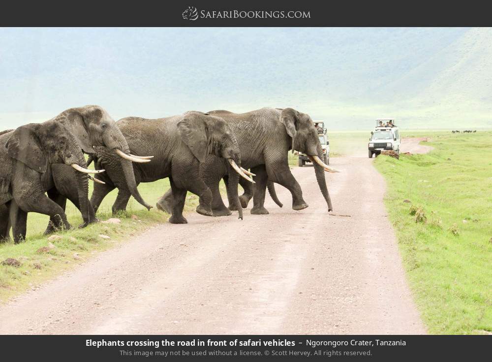 Elephants crossing the road in front of safari vehicles in Ngorongoro Crater, Tanzania