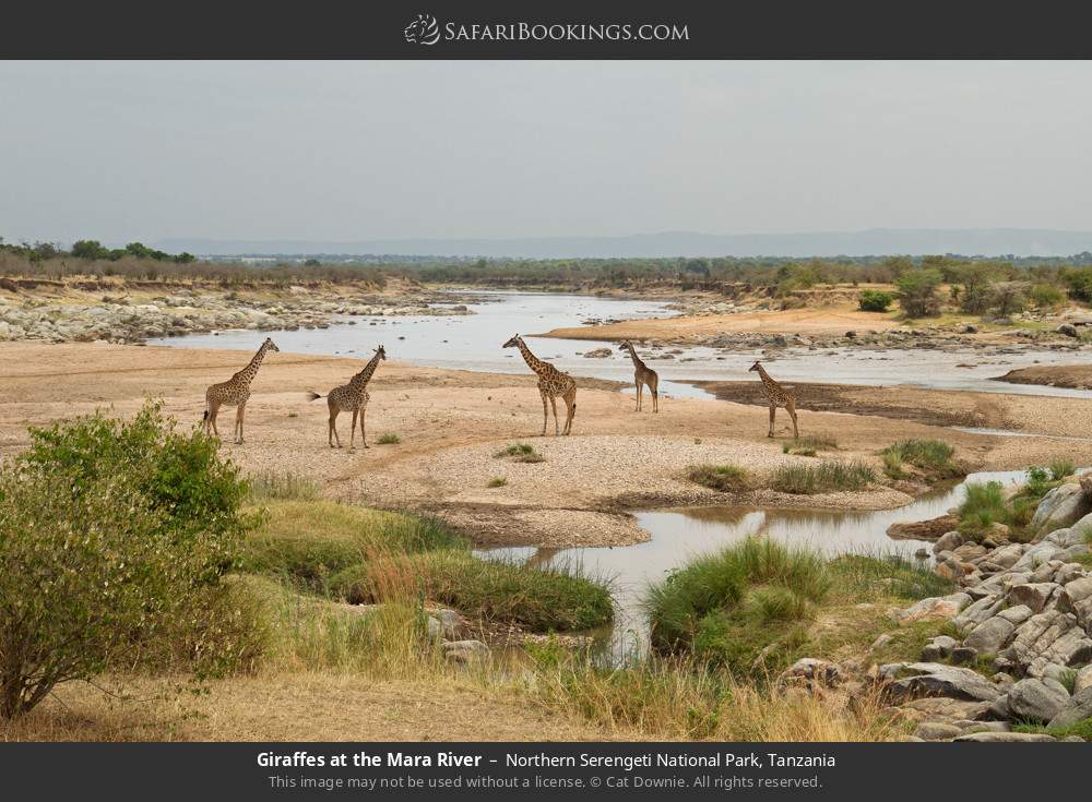 Tanzania Safari: 3-Day Join Serengeti Mid-Range Safari, Fly to Arusha