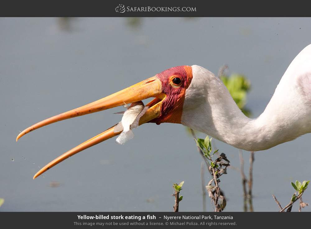 Yellow-billed stork eating a fish in Nyerere (Selous) National Park, Tanzania