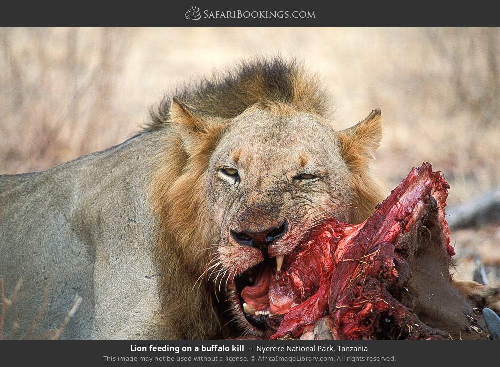 Lion feeding on a buffalo kill in Nyerere (Selous) National Park, Tanzania