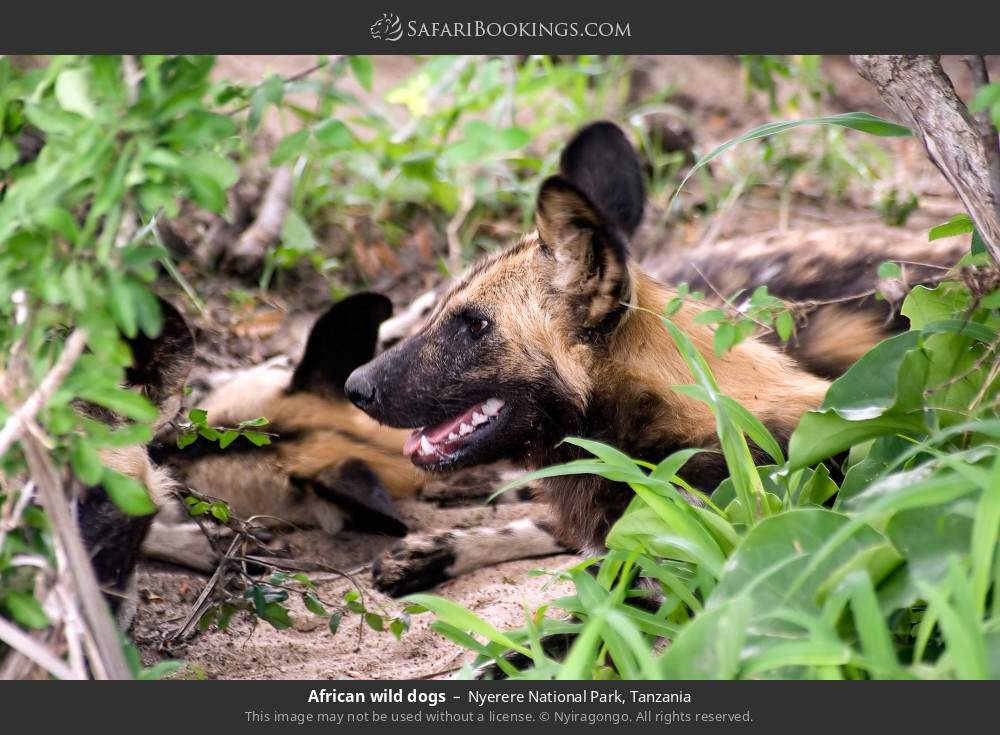 African wild dogs in Nyerere National Park, Tanzania