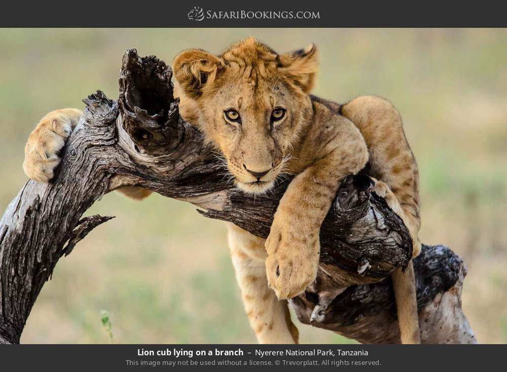Lion cub lying on a branch in Nyerere National Park, Tanzania