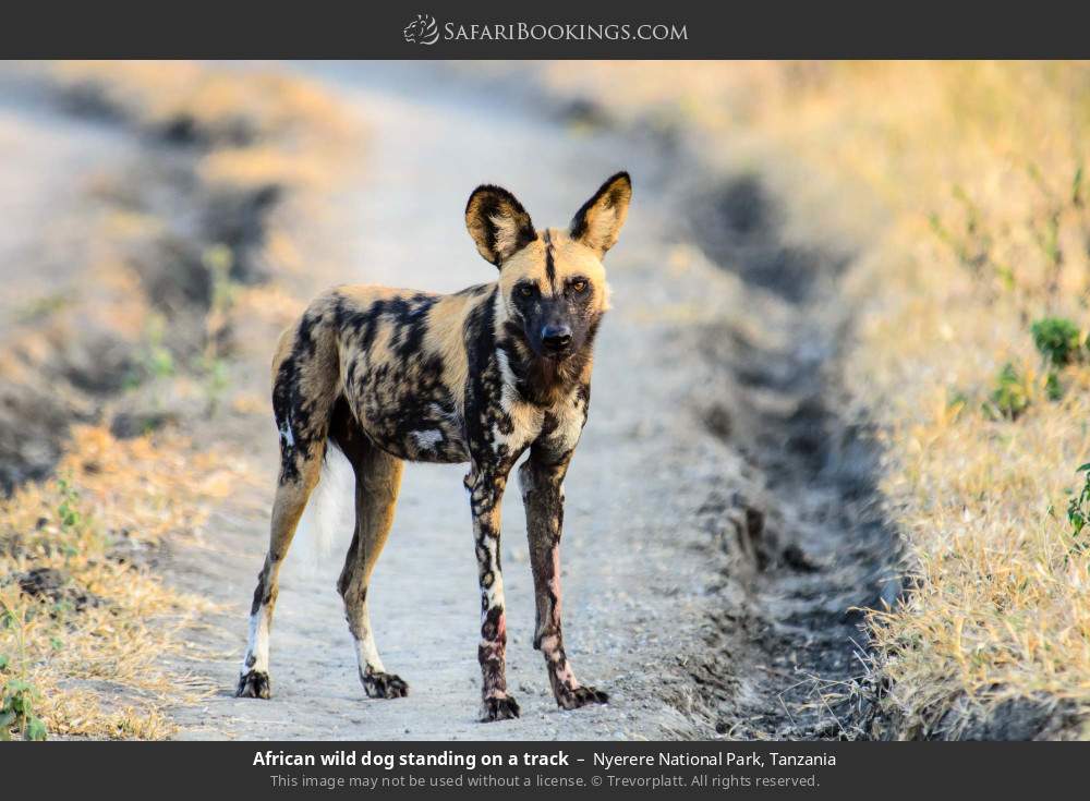 African wild dog standing on a track in Nyerere National Park, Tanzania