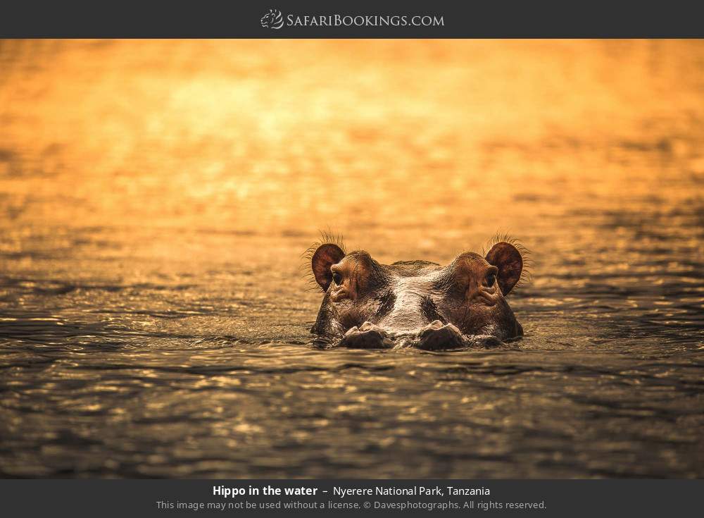 Hippo in the water in Nyerere National Park, Tanzania