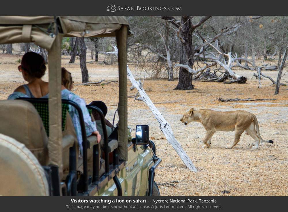 Visitors watching a lion on safari in Nyerere National Park, Tanzania