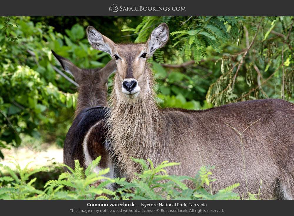 Common waterbuck in Nyerere National Park, Tanzania