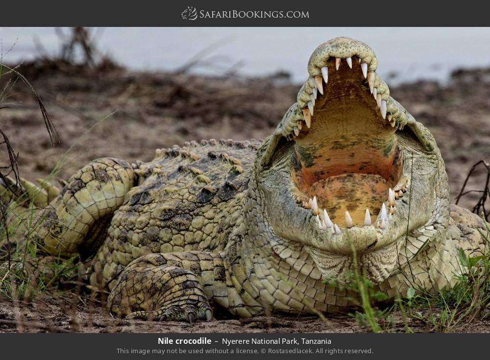 Nile crocodile in Nyerere National Park, Tanzania