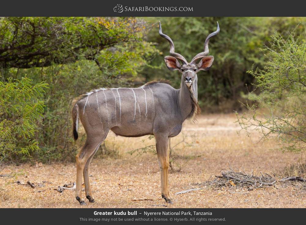 Greater kudu bull in Nyerere National Park, Tanzania