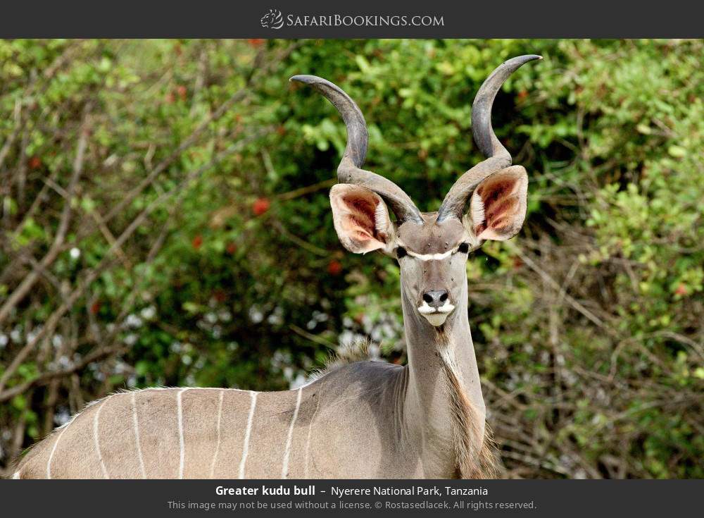 Greater kudu bull in Nyerere National Park, Tanzania