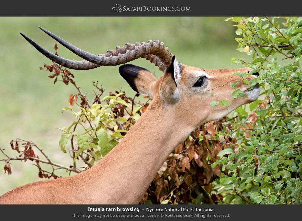 Impala ram browsing in Nyerere National Park, Tanzania