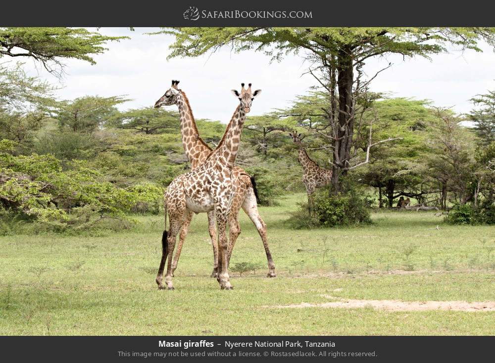 Masai giraffes in Nyerere National Park, Tanzania