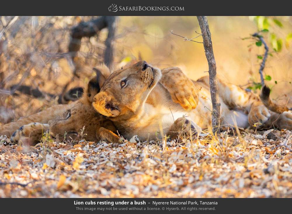Lion cubs resting under a bush in Nyerere National Park, Tanzania
