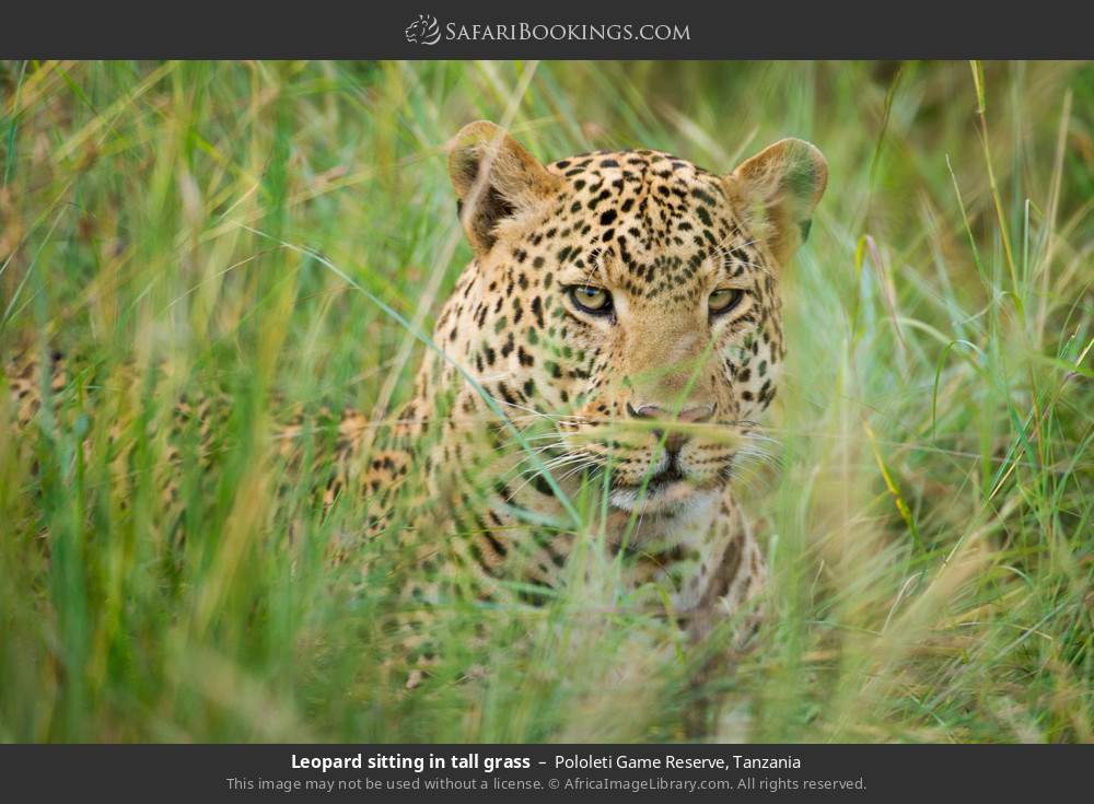 Leopard sitting in tall grass in Pololeti Game Reserve, Tanzania