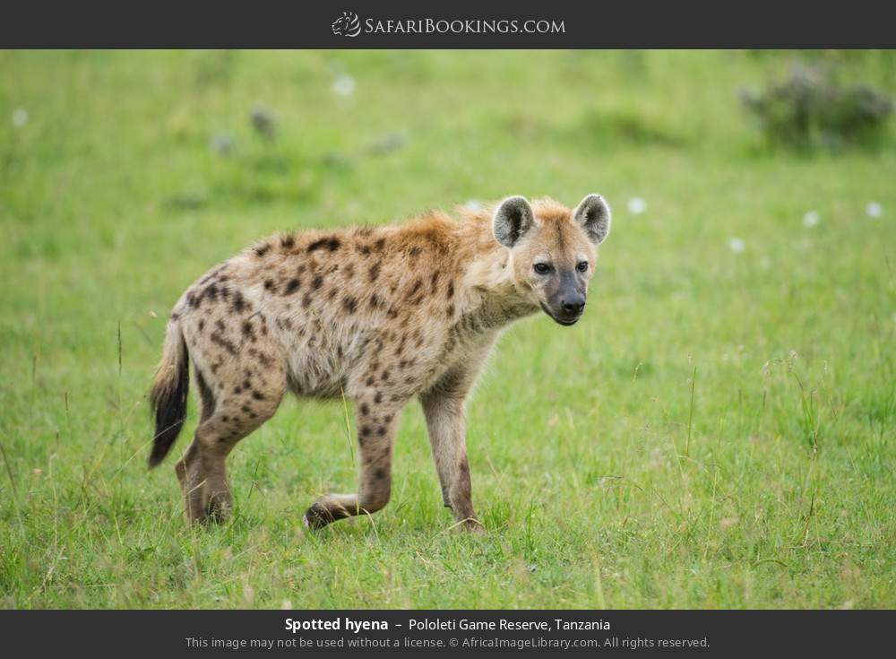 Spotted hyena in Pololeti Game Reserve, Tanzania