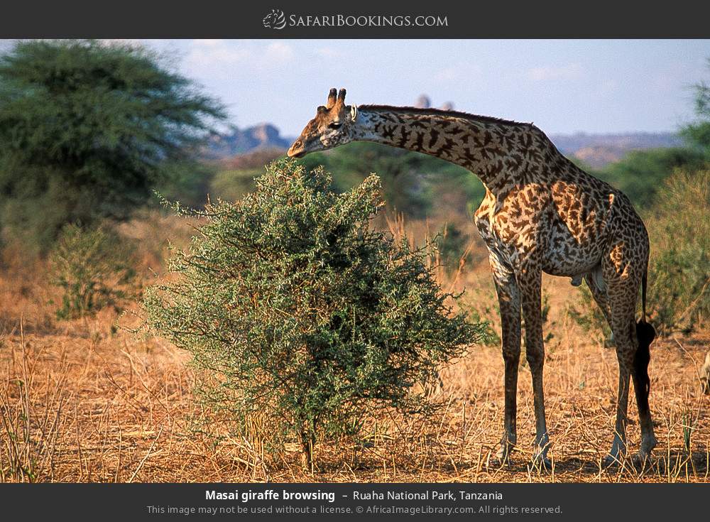 Masai giraffe browsing in Ruaha National Park, Tanzania