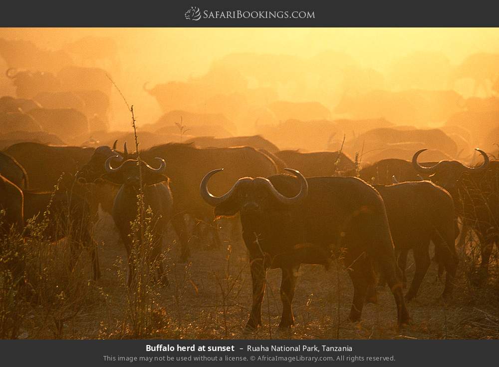 Buffalo herd at sunset in Ruaha National Park, Tanzania