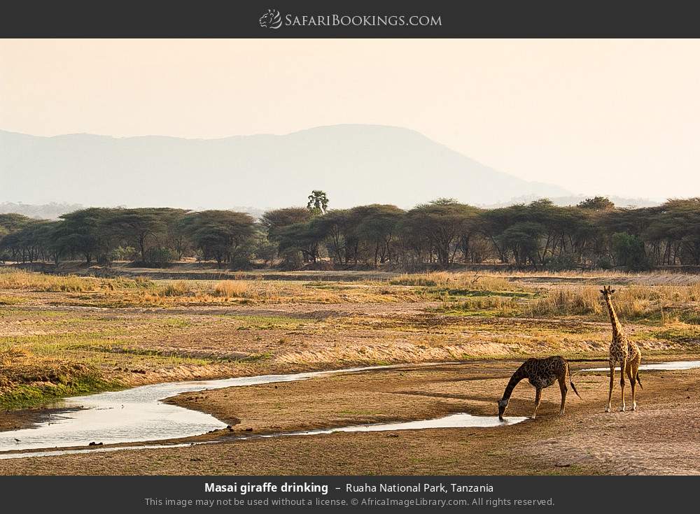 Masai giraffe drinking in Ruaha National Park, Tanzania