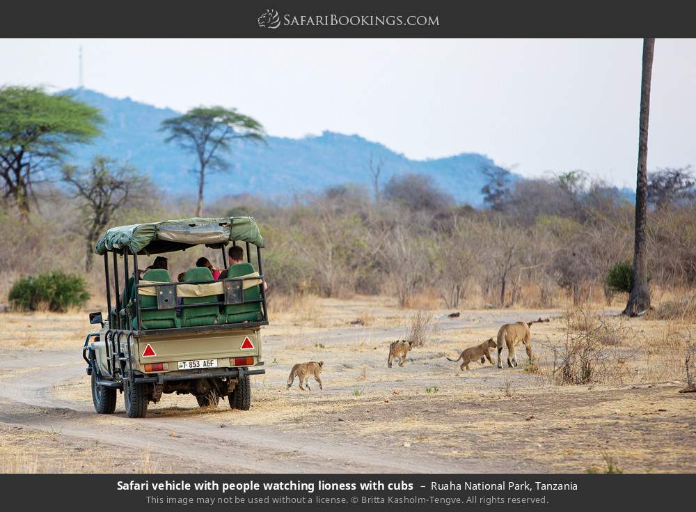 Safari vehicle with people watching lioness with cubs in Ruaha National Park, Tanzania