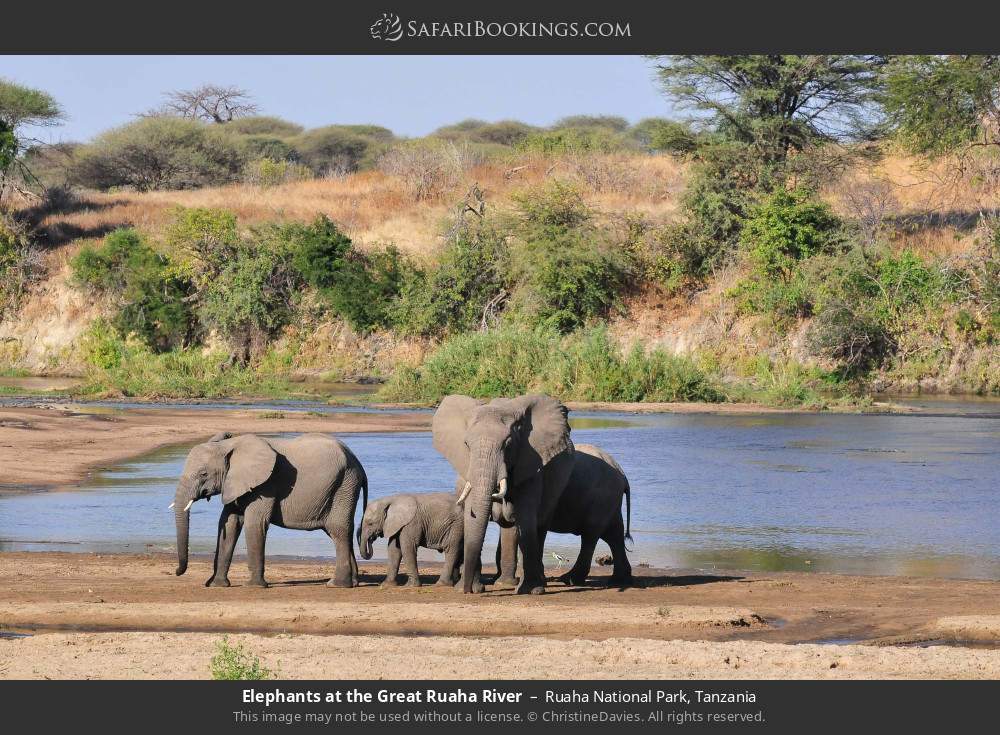 Elephants at the Great Ruaha River in Ruaha National Park, Tanzania