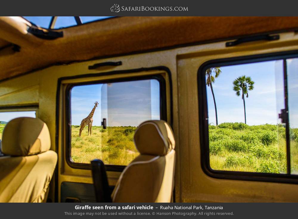 Giraffe seen from a safari vehicle in Ruaha National Park, Tanzania