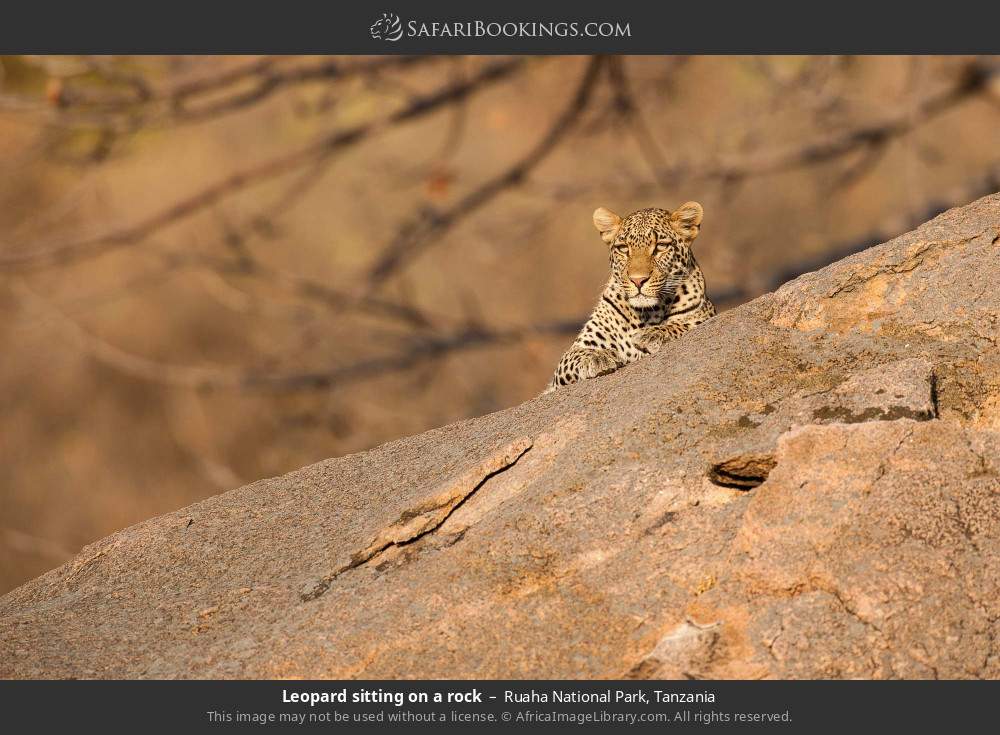 Leopard sitting on a rock in Ruaha National Park, Tanzania