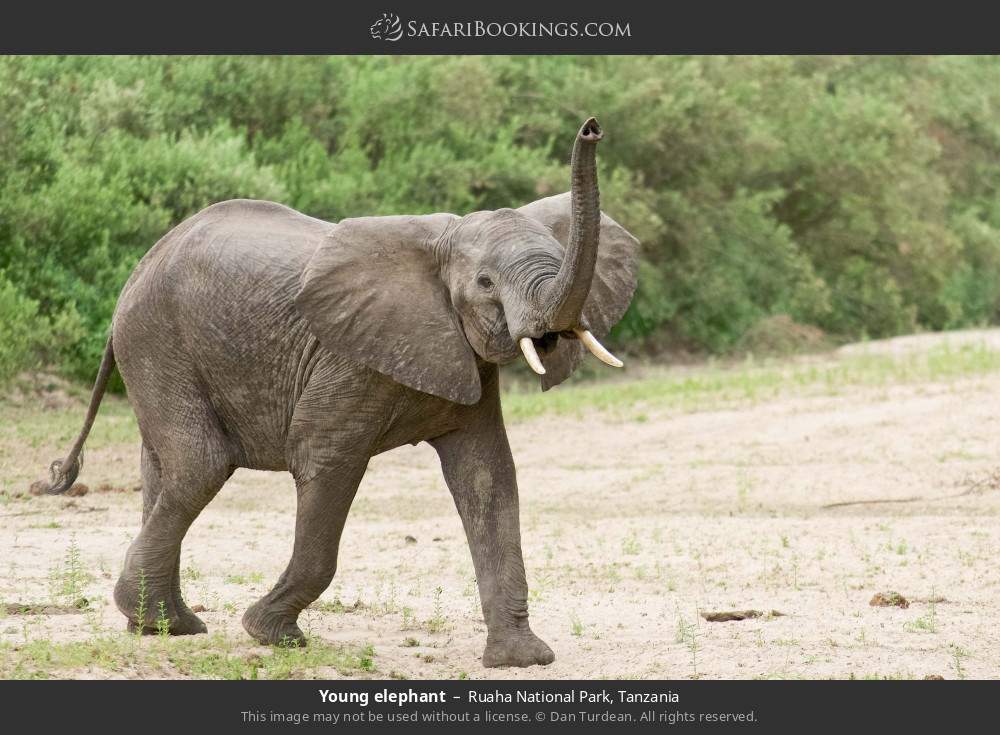 Young elephant in Ruaha National Park, Tanzania