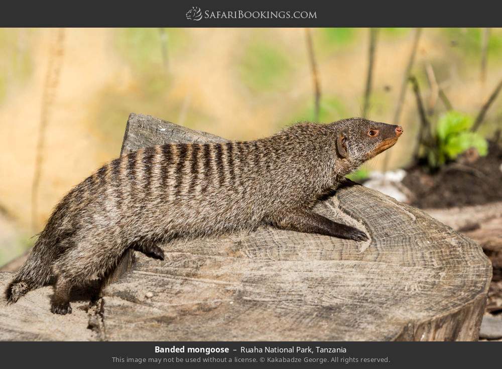 Banded mongoose in Ruaha National Park, Tanzania