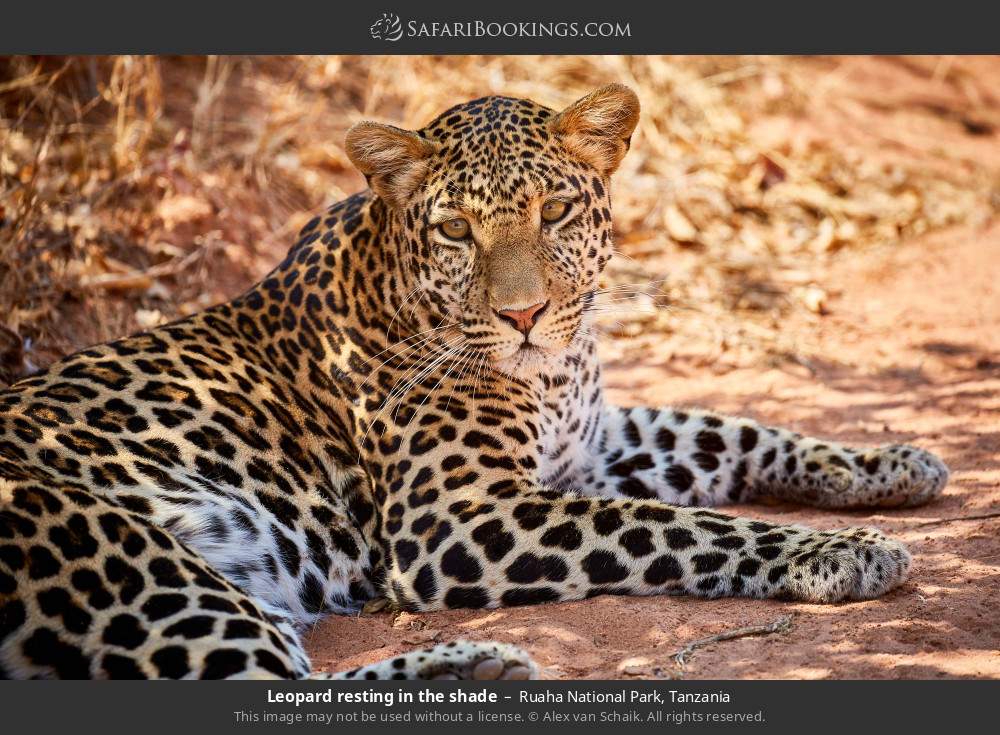 Leopard resting in the shade in Ruaha National Park, Tanzania