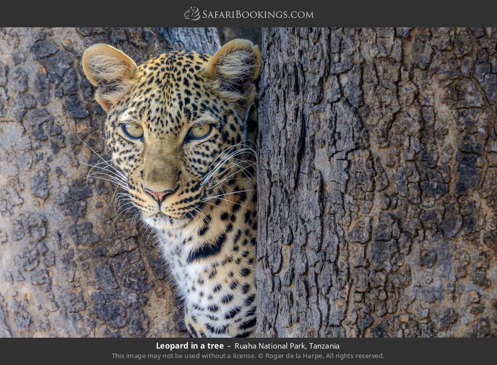 Leopard in a tree in Ruaha National Park, Tanzania