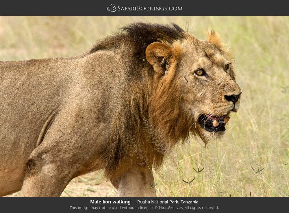 Male lion walking in Ruaha National Park, Tanzania
