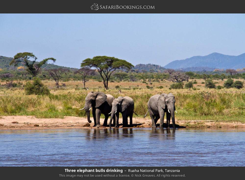 Three elephant bulls drinking in Ruaha National Park, Tanzania