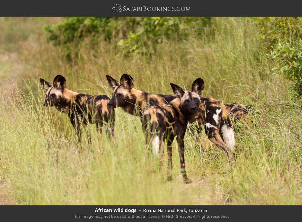 African wild dogs in Ruaha National Park, Tanzania