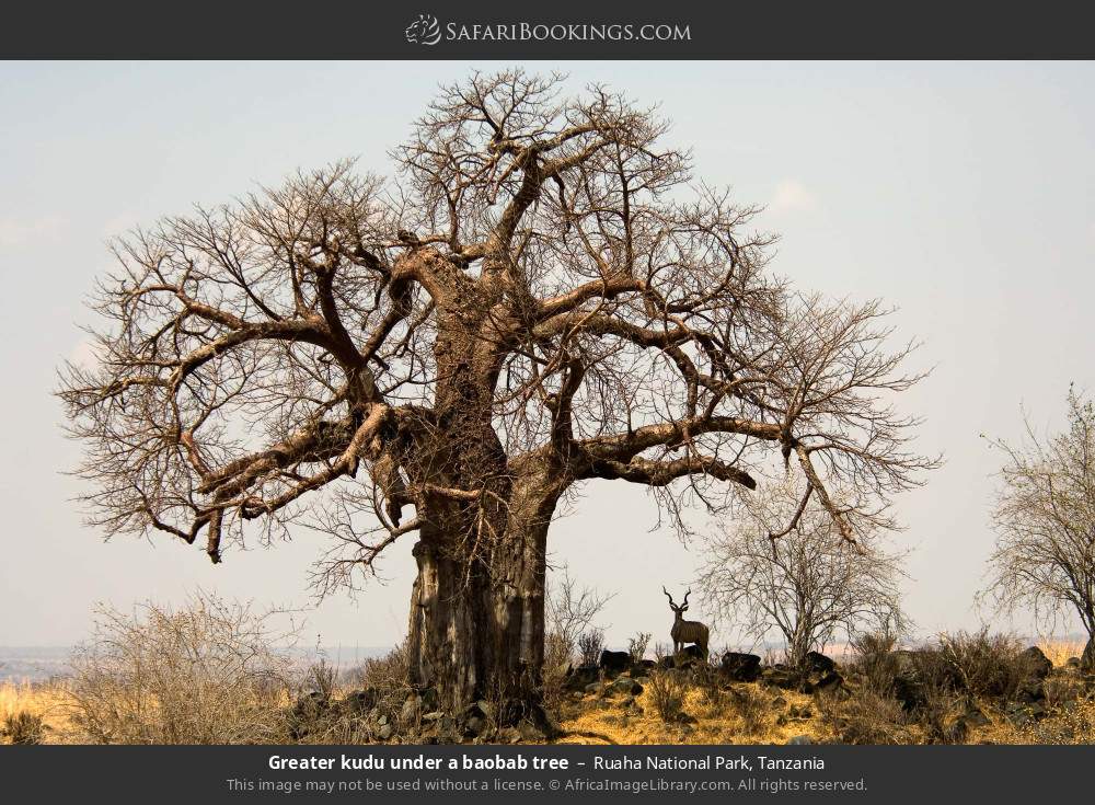 Greater kudu under a baobab tree in Ruaha National Park, Tanzania
