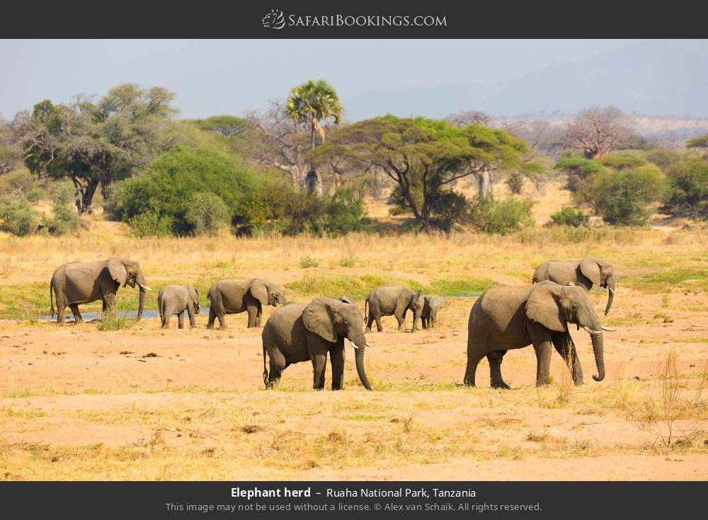 Elephant herd in Ruaha National Park, Tanzania