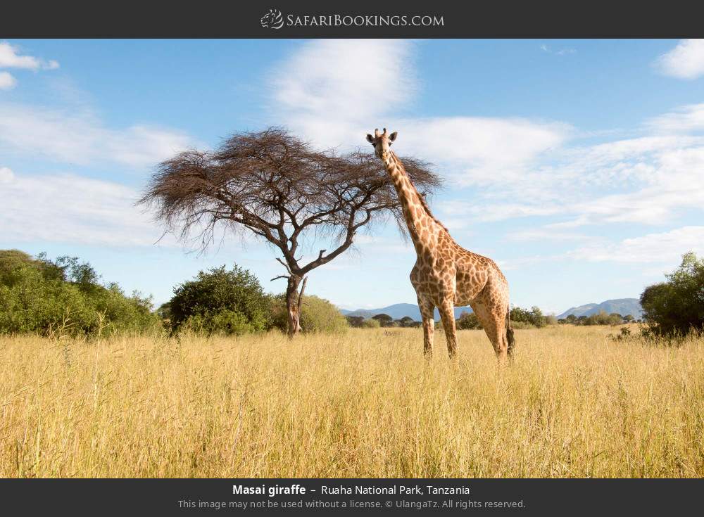 Masai giraffe in Ruaha National Park, Tanzania