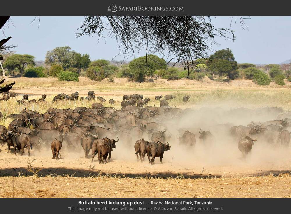 Buffalo herd kicking up dust in Ruaha National Park, Tanzania