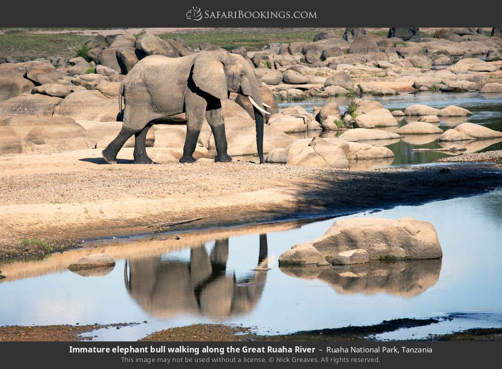 Immature elephant bull walking along the Great Ruaha River in Ruaha National Park, Tanzania