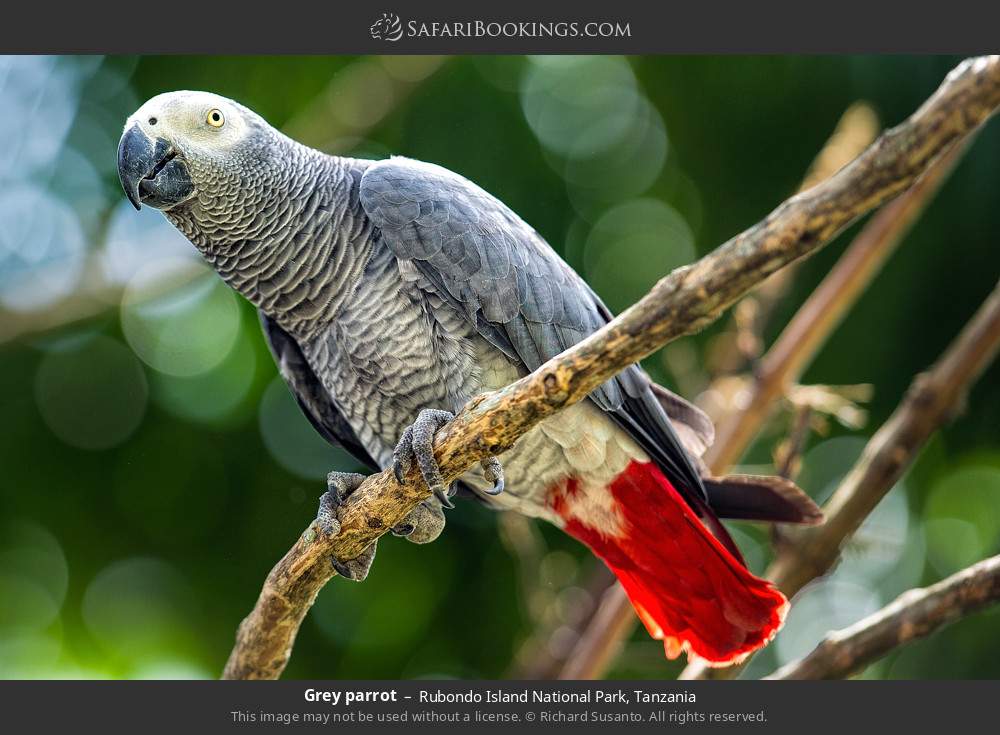 Grey parrot in Rubondo Island National Park, Tanzania
