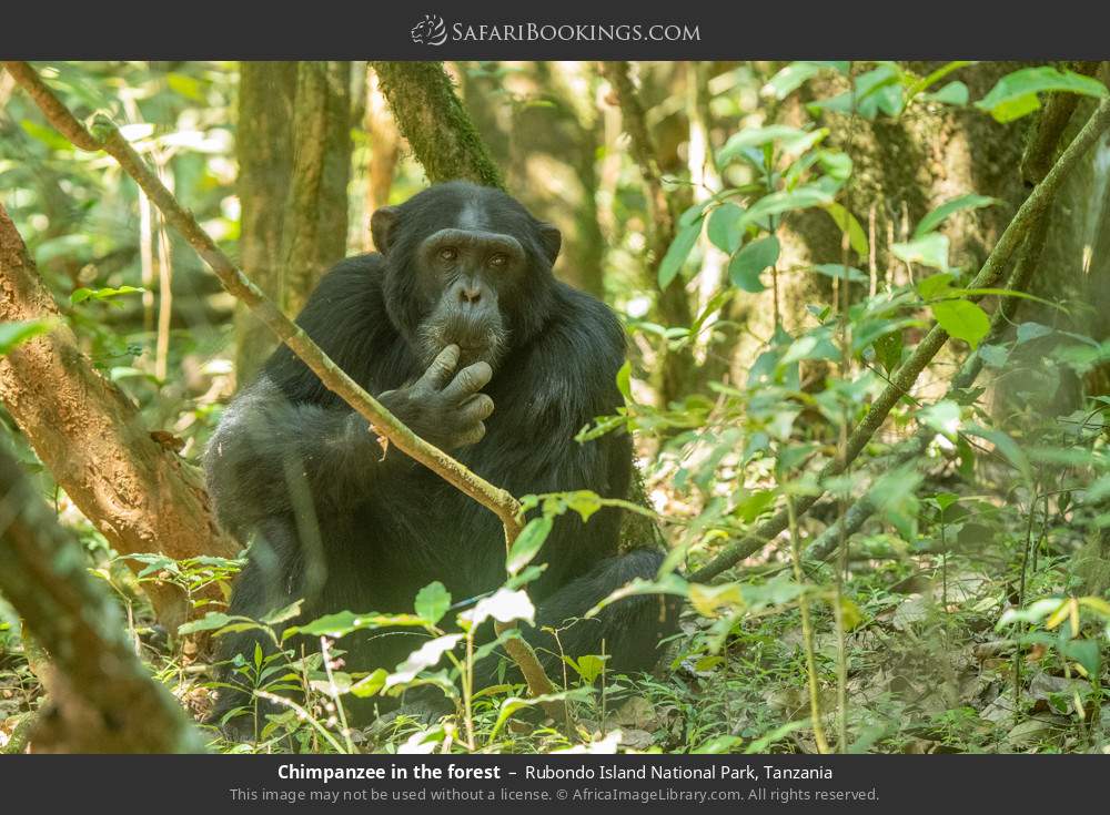 Chimpanzee in the forest in Rubondo Island National Park, Tanzania