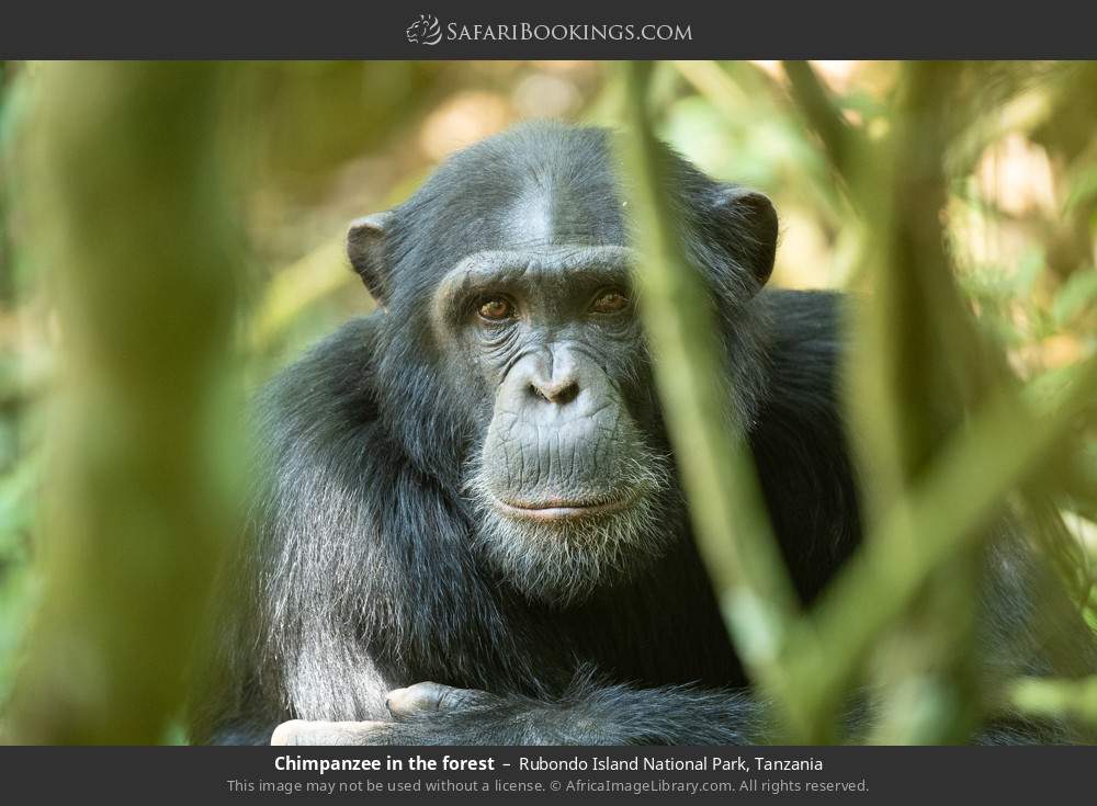 Chimpanzee in the forest in Rubondo Island National Park, Tanzania