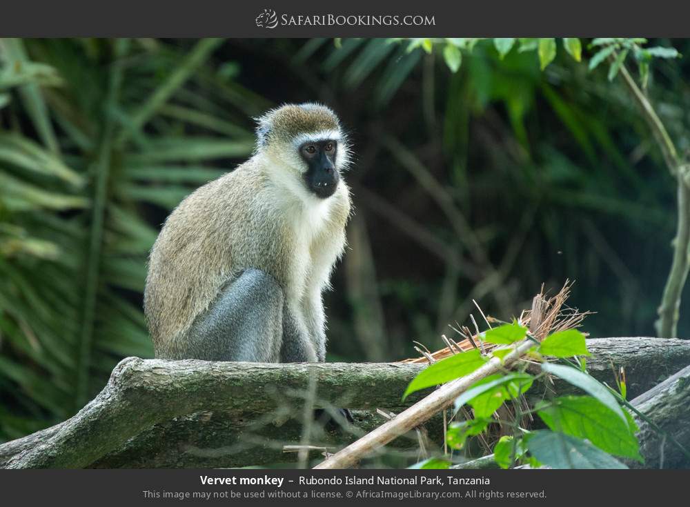Vervet monkey in Rubondo Island National Park, Tanzania