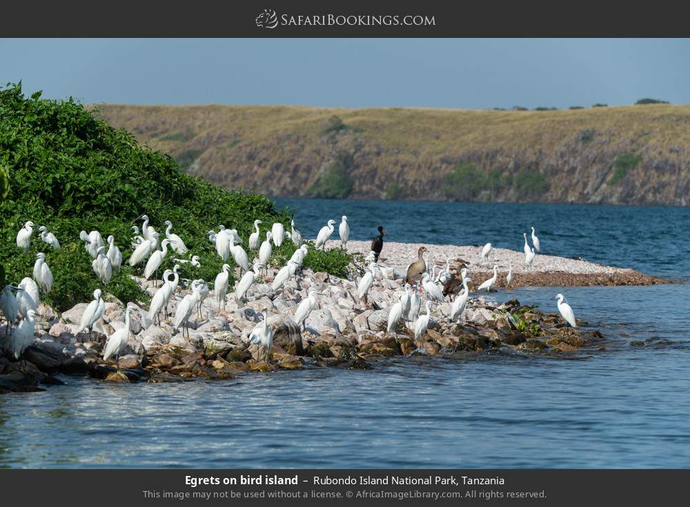 Egrets on Bird Island in Rubondo Island National Park, Tanzania