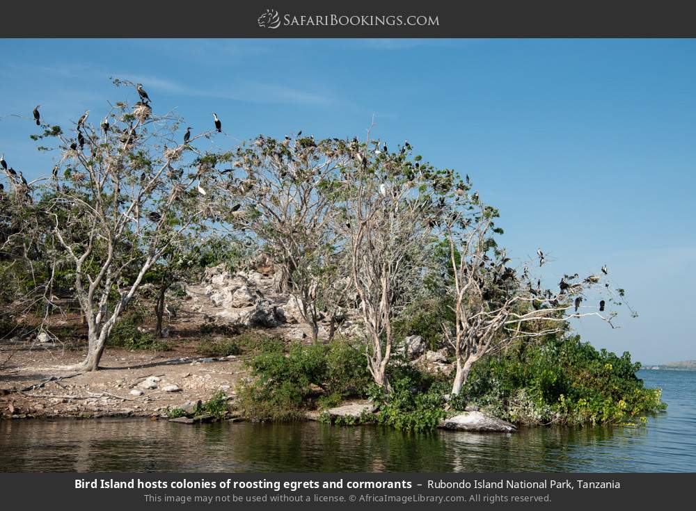 Bird Island hosts colonies of roosting egrets and cormorants in Rubondo Island National Park, Tanzania