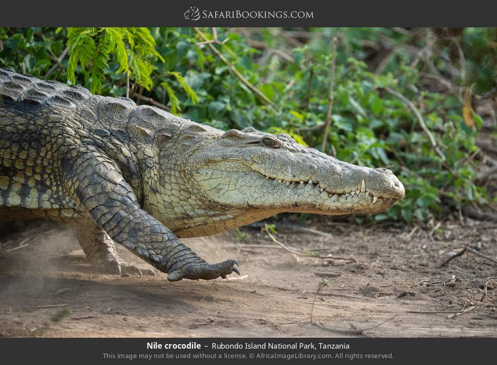 Nile crocodile in Rubondo Island National Park, Tanzania