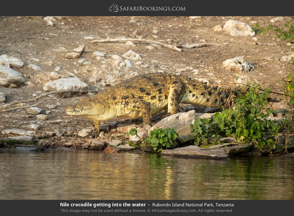 Nile crocodile getting into the water in Rubondo Island National Park, Tanzania