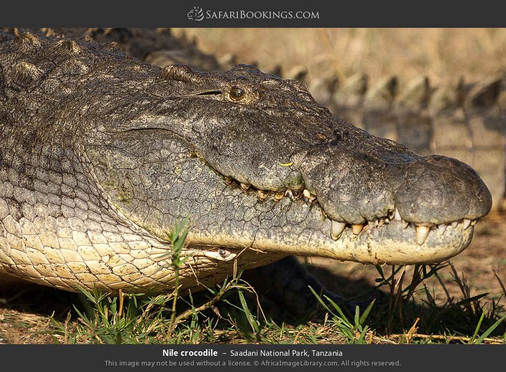 Nile crocodile in Saadani National Park, Tanzania